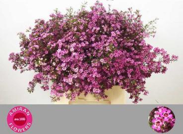 Vollsortiment - Wachskraut, rosa - 5 Stiele